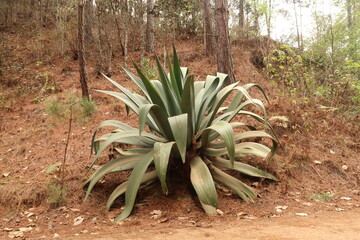 Fototapeta premium Giant agave plant next to the road on a hike from San José del Pacifico to San Mateo Rio Hondo, Oaxaca, Mexico