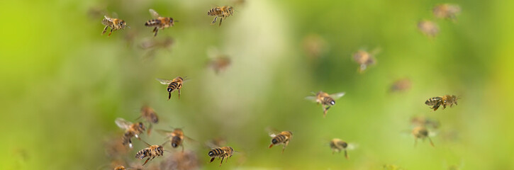 bees flying in to hive - bee breeding (Apis mellifera) close up