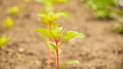 Fresh green sprouts of vegetables in spring on the field, soft focus. Growing young green seedling sprouts in cultivated agricultural farm field. Agricultural scene with red sprouts in soil.