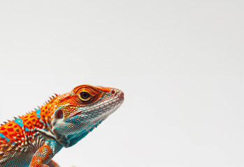 Spectrum Scaled: A Colorful Lizard Portrait for Nature Guides and Exotic Pet Awareness with Copy Space