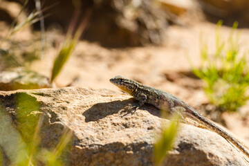 lizard on the stone