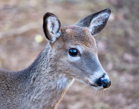 Close up head shot of yearling buck North American white tail deer with button antlers just barely visible.  