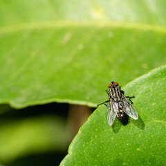 fly on leaf