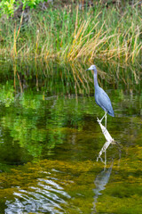 little blue heron perched above the water Egretta caerulea