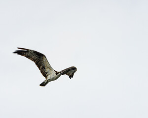 osprey in flight