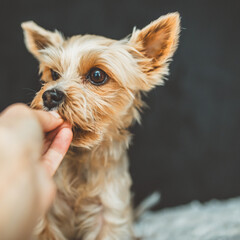 Kleiner Hund bekommt ein Leckerchen