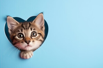 Cute kitten peeks out of heart-shaped hole on light blue paper background. Valentine's Day greeting card, love, domestic pets