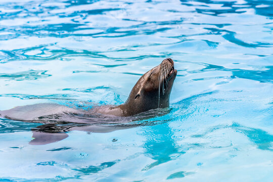 Beautiful close side portrait of a sea lion sticking its head out while swimming