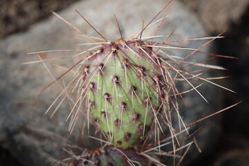 Opuntia cv. Imperial Flame 