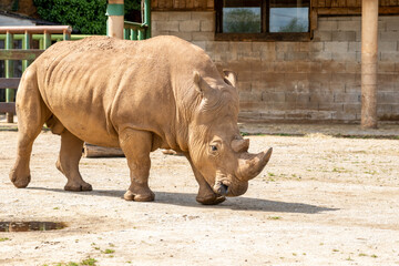 Naklejka premium Rhinoceros in Cabarceno Nature Park, Cantabria, Spain.