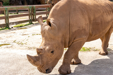 Naklejka premium First plane portrait of head Rhinoceros in Cabarceno Nature Park, Cantabria, Spain.