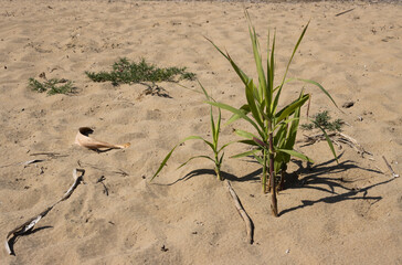 Corn growing in the sand of a beach