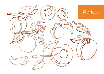 Isolated vector set of apricot, leaves and apricot branches. Outlines of apricot on a white background.