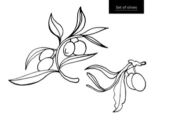 Black olive sketch element collection, olive branches isolated on a green background, leaves, olives, vector hand drawn set.