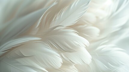 A close-up shot of delicate white feathers against a white background, creating a soft and ethereal banner design. [Feathered elegance]
