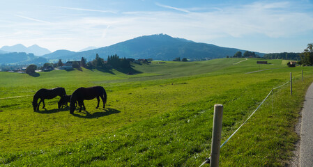Pferde und Fohlen auf Weide Chiemgauer Alpen