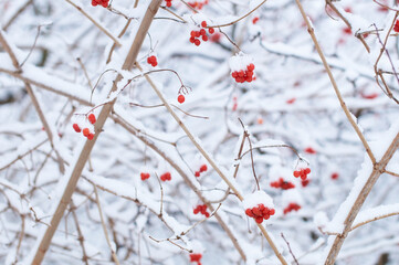 Edible frozen red viburnum berries on a bush covered with snow in winter