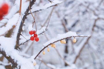 Edible frozen red viburnum and yellow sea buckthorn aka hippophae rhamnoides berries on a bush covered with snow in winter