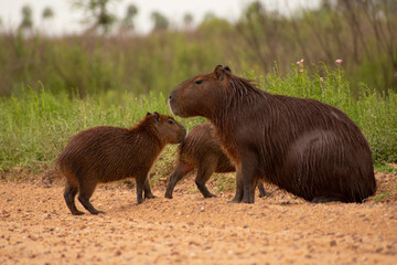 Familia de capibaras