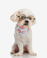 adorable bichon with eyeglasses and colorful scarf sitting