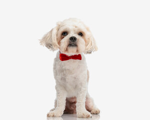 classy bichon wearing red bowtie sitting