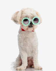 adorable shih tzu wearing glasses looking down to side
