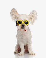cute bichon with flying ears and love sunglasses