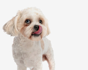 close up of cute bichon panting