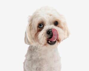 close up of adorable bichon licking its nose