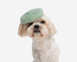 close up of cute shih tzu wearing french hat