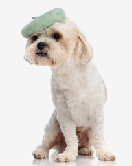 curious bichon wearing french beret looking to side