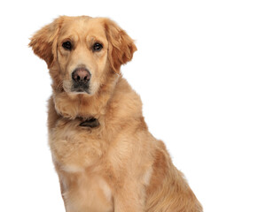 portrait of beautiful golden retriever dog with collar looking forward