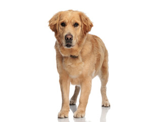 beautiful golden retriever dog with collar looking forward and standing
