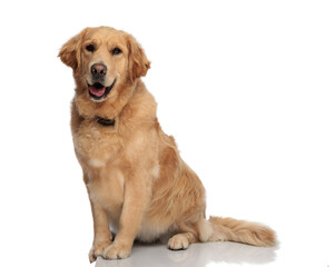 Fototapeta premium happy golden retriever dog sticking out tongue and panting
