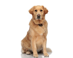 beautiful golden retriever dog with collar sitting and looking forward