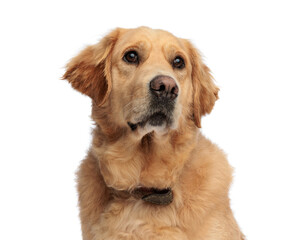 curious golden retriever dog with collar looking up and sitting