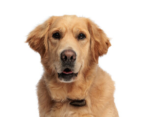 adorable golden retriever dog looking forward and panting