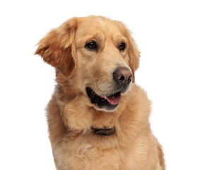 sweet golden retriever dog looking to side and panting with tongue out