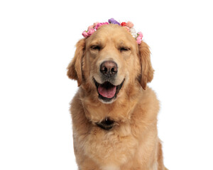 sweet golden retriever puppy with flowers headband panting with tongue out