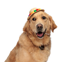 beautiful golden retriever puppy wearing tassels hat and panting