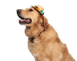 side view of happy golden retriever dog with hat panting and looking up side