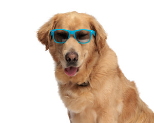 adorable golden retriever dog with sunglasses panting with tongue outside