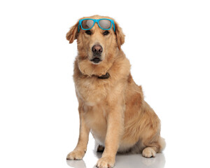 sweet labrador retriever dog holding sunglasses on forehead and sitting