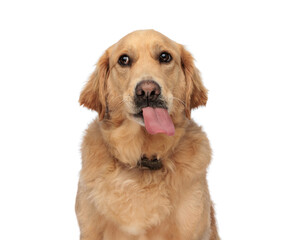 beautiful golden retriever dog sticking out tongue and panting