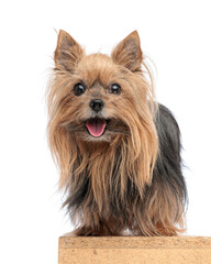 sweet little yorkie puppy sticking out tongue, panting and being happy