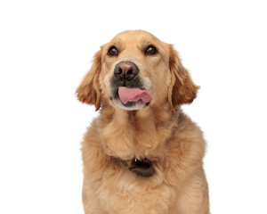 eager golden retriever dog sticking out tongue, panting and looking up