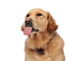 lovely labrador retriever dog sticking out tongue and panting