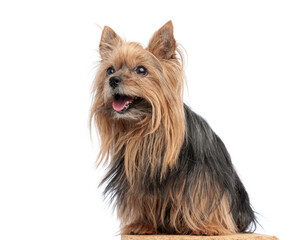 side view of happy yorkshire terrier sticking out tongue and looking up