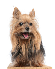 lovely little yorkshire terrier puppy sticking out tongue and panting