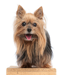 beautiful yorkshire terrier dog looking forward, sticking out tongue and panting